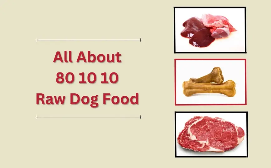 What is 80 10 10 raw dog food and what to add In?
